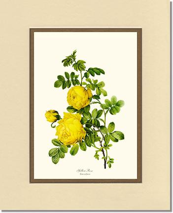 Rose Wall Art Print: Yellow Rose - Vintage Botanical Wall Decor- Charting Nature