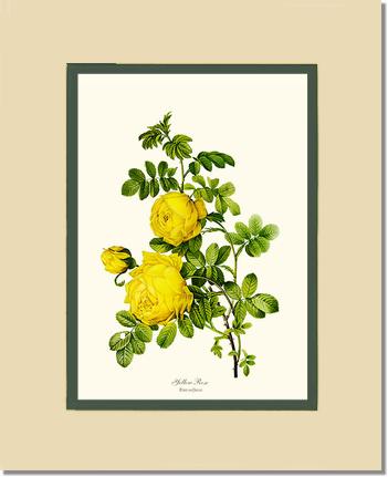 Rose Wall Art Print: Yellow Rose - Vintage Botanical Wall Decor- Charting Nature