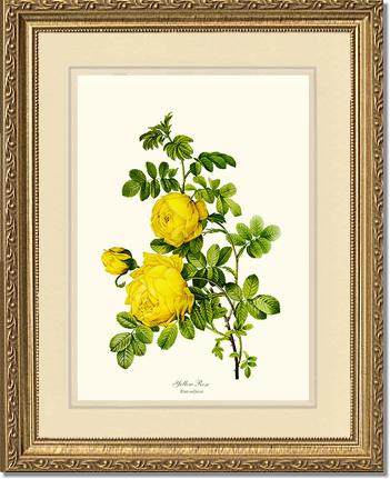 Rose Wall Art Print: Yellow Rose - Vintage Botanical Wall Decor- Charting Nature