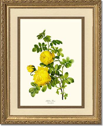 Rose Wall Art Print: Yellow Rose - Vintage Botanical Wall Decor- Charting Nature