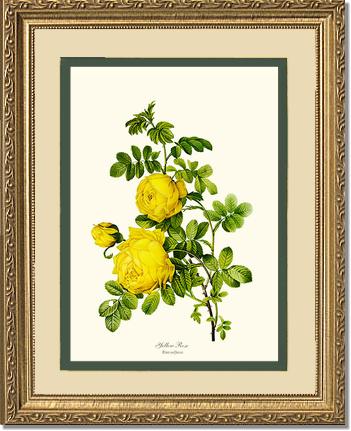 Rose Wall Art Print: Yellow Rose - Vintage Botanical Wall Decor- Charting Nature