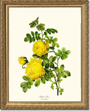 Rose Wall Art Print: Yellow Rose - Vintage Botanical Wall Decor- Charting Nature