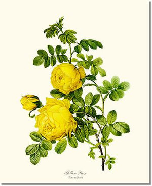 Rose Wall Art Print: Yellow Rose - Vintage Botanical Wall Decor- Charting Nature
