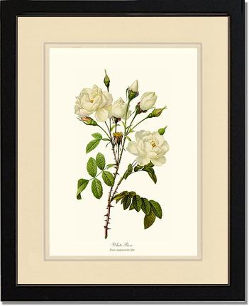 Rose Wall Art Print: White Rose - Vintage Botanical Wall Decor- Charting Nature