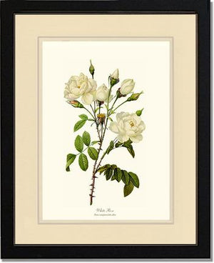 White Rose