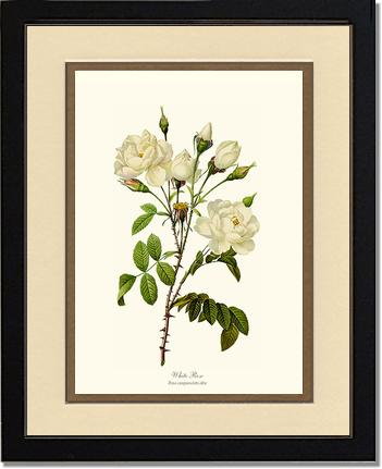 Rose Wall Art Print: White Rose - Vintage Botanical Wall Decor- Charting Nature