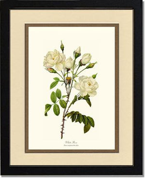 White Rose