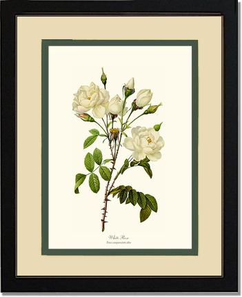 Rose Wall Art Print: White Rose - Vintage Botanical Wall Decor- Charting Nature