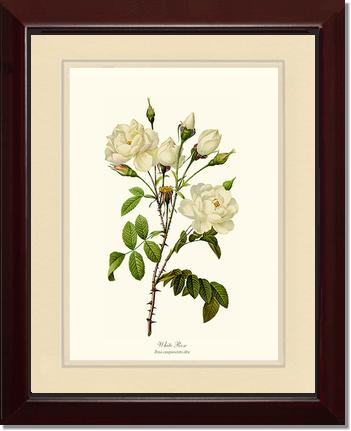 Rose Wall Art Print: White Rose - Vintage Botanical Wall Decor- Charting Nature