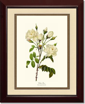 Rose Wall Art Print: White Rose - Vintage Botanical Wall Decor- Charting Nature
