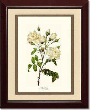 White Rose
