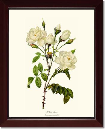 Rose Wall Art Print: White Rose - Vintage Botanical Wall Decor- Charting Nature