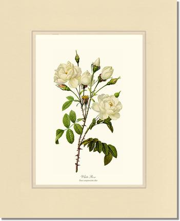 Rose Wall Art Print: White Rose - Vintage Botanical Wall Decor- Charting Nature