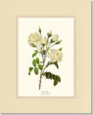 White Rose