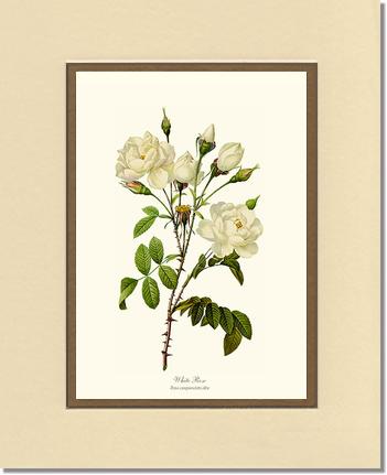 Rose Wall Art Print: White Rose - Vintage Botanical Wall Decor- Charting Nature