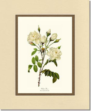 White Rose