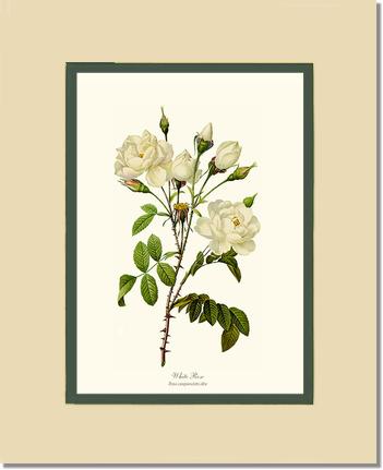 Rose Wall Art Print: White Rose - Vintage Botanical Wall Decor- Charting Nature