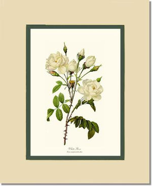 White Rose