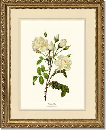 Rose Wall Art Print: White Rose - Vintage Botanical Wall Decor- Charting Nature