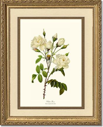 Rose Wall Art Print: White Rose - Vintage Botanical Wall Decor- Charting Nature