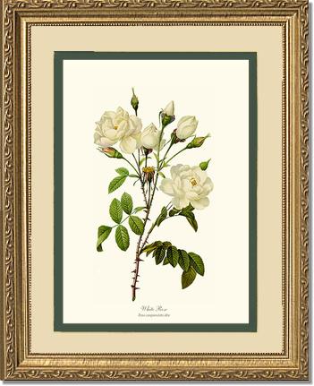 Rose Wall Art Print: White Rose - Vintage Botanical Wall Decor- Charting Nature