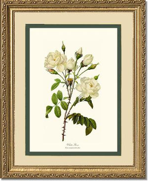White Rose