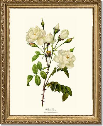 Rose Wall Art Print: White Rose - Vintage Botanical Wall Decor- Charting Nature