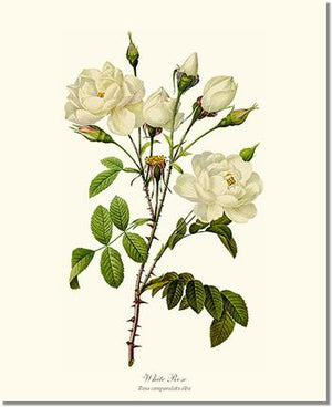 Rose Wall Art Print: White Rose - Vintage Botanical Wall Decor- Charting Nature