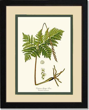 Virginia Grape Fern Botanical Wall Art Print-Charting Nature