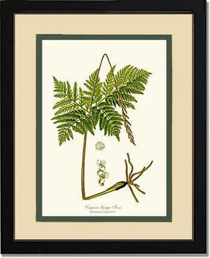 Virginia Grape Fern Botanical Wall Art Print-Charting Nature