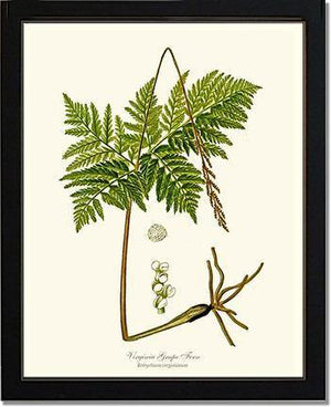 Virginia Grape Fern Botanical Wall Art Print-Charting Nature