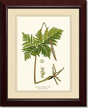 Virginia Grape Fern Botanical Wall Art Print-Charting Nature