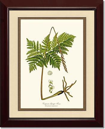Virginia Grape Fern Botanical Wall Art Print-Charting Nature