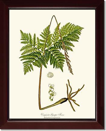 Virginia Grape Fern Botanical Wall Art Print-Charting Nature