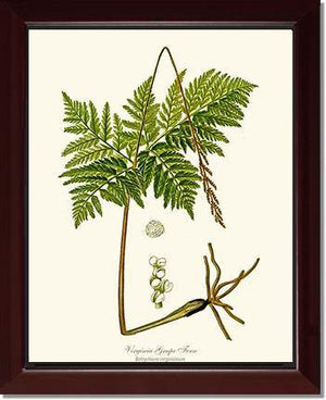Virginia Grape Fern Botanical Wall Art Print-Charting Nature