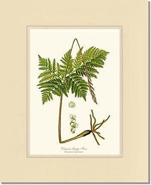 Virginia Grape Fern Botanical Wall Art Print-Charting Nature