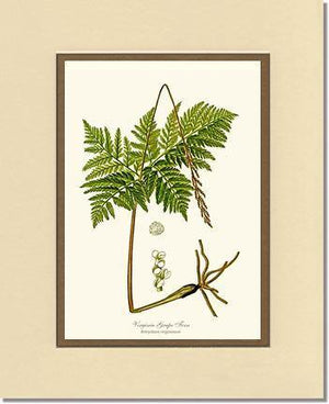 Virginia Grape Fern Botanical Wall Art Print-Charting Nature