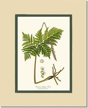 Virginia Grape Fern Botanical Wall Art Print-Charting Nature