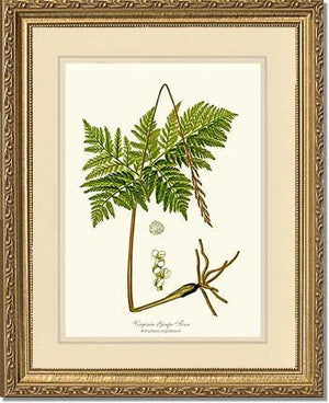 Virginia Grape Fern Botanical Wall Art Print-Charting Nature