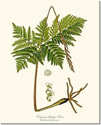 Virginia Grape Fern | Vintage Botanical Fern Art Print