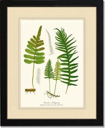 Scouler's Polypody Fern Botanical Wall Art Print-Charting Nature