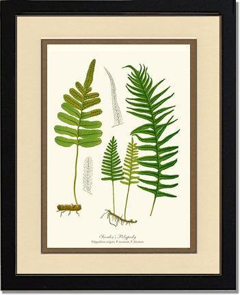 Scouler's Polypody Fern Botanical Wall Art Print-Charting Nature