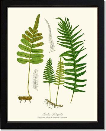 Scouler's Polypody Fern Botanical Wall Art Print-Charting Nature