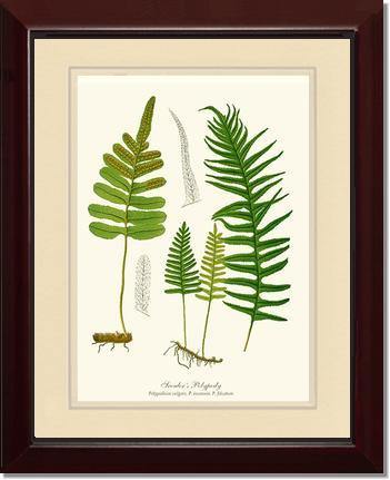 Scouler's Polypody Fern Botanical Wall Art Print-Charting Nature