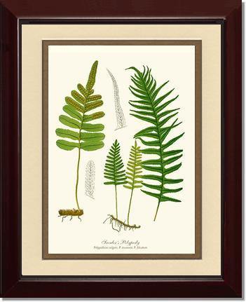 Scouler's Polypody Fern Botanical Wall Art Print-Charting Nature