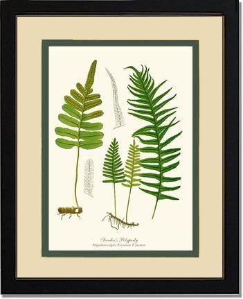 Scouler's Polypody Fern Botanical Wall Art Print-Charting Nature