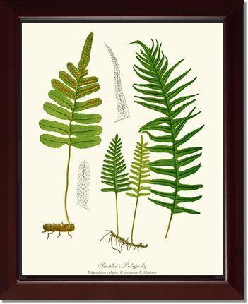 Scouler's Polypody Fern Botanical Wall Art Print-Charting Nature