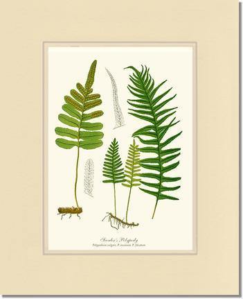 Scouler's Polypody Fern Botanical Wall Art Print-Charting Nature
