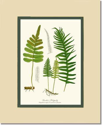 Scouler's Polypody Fern Botanical Wall Art Print-Charting Nature