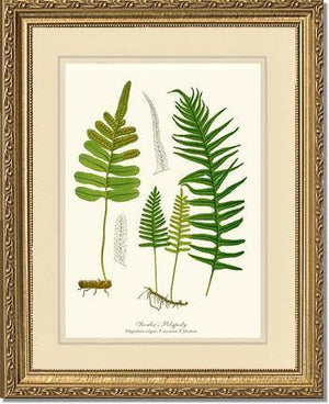 Scouler's Polypody Fern Botanical Wall Art Print-Charting Nature